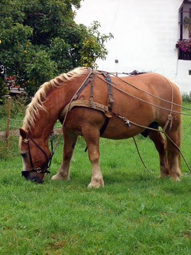 amos_im_Geschirr_1